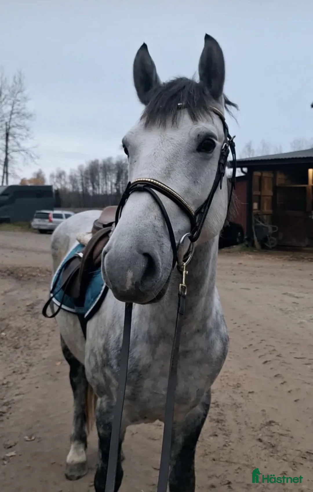 Allround hästar till salu: Trevligt Projekt!  - Annons 1