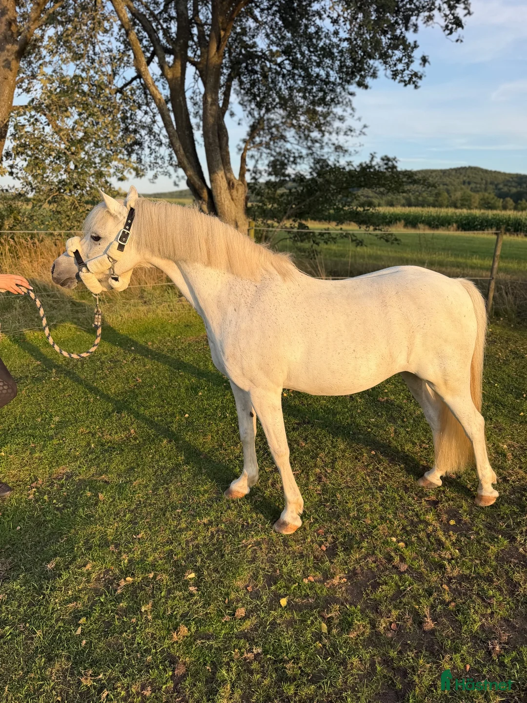 Allround hästar till salu: Världens finaste B-ponny söker sitt nästa hem ❤️ i Klippan - Annons 2