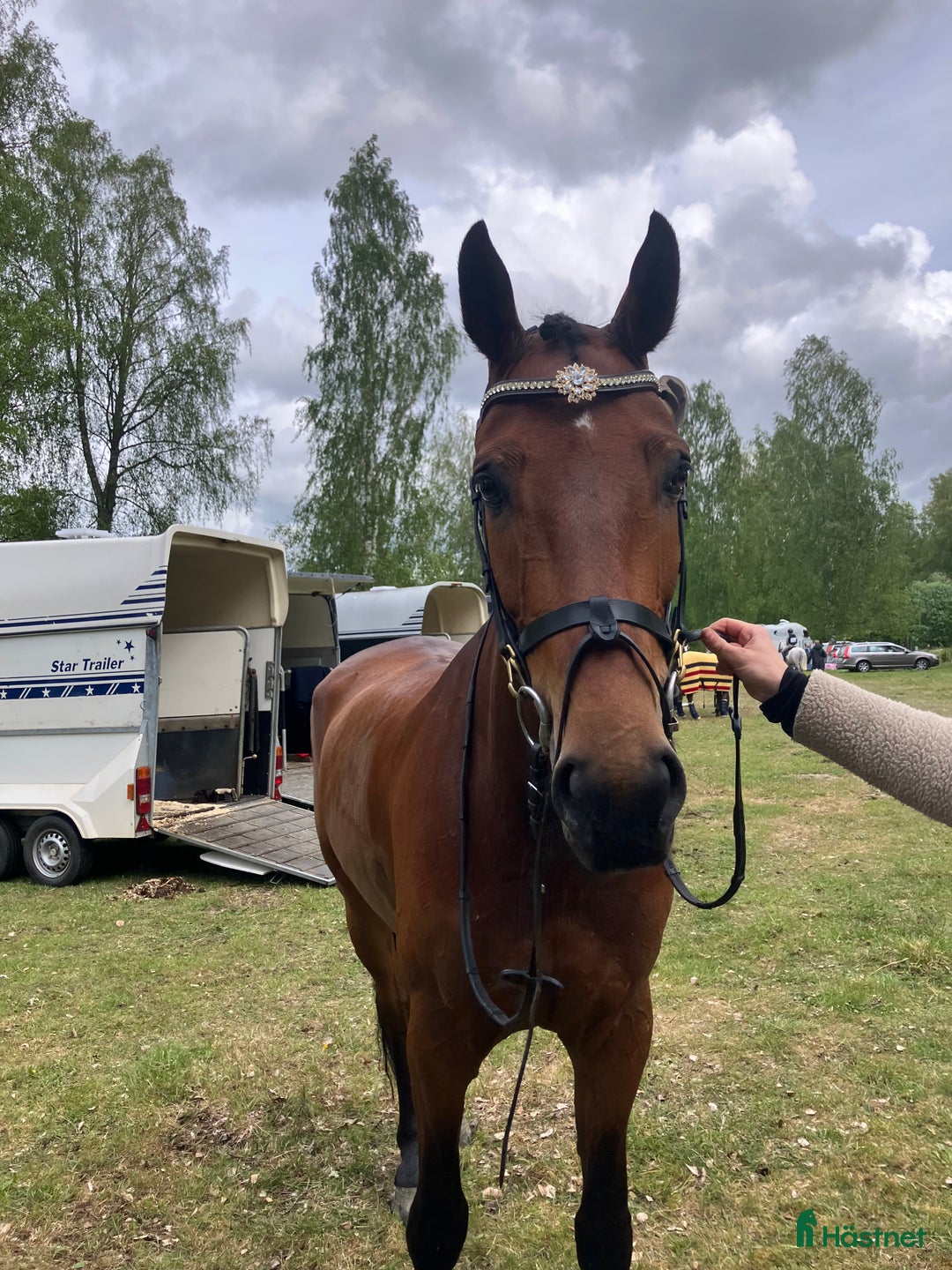 Fälttävlan hästar till salu: Multitalang  i Skara - Annons 2