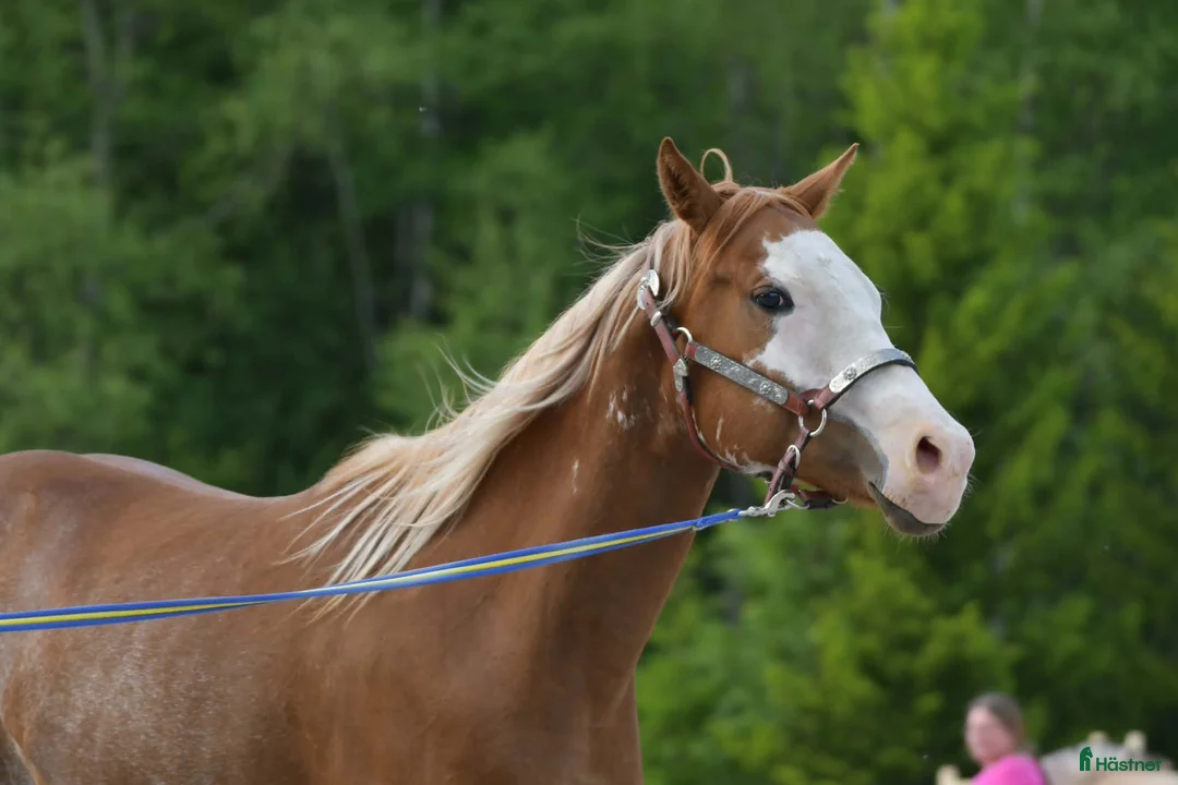 Western hästar till salu: Paint sto - Annons 2