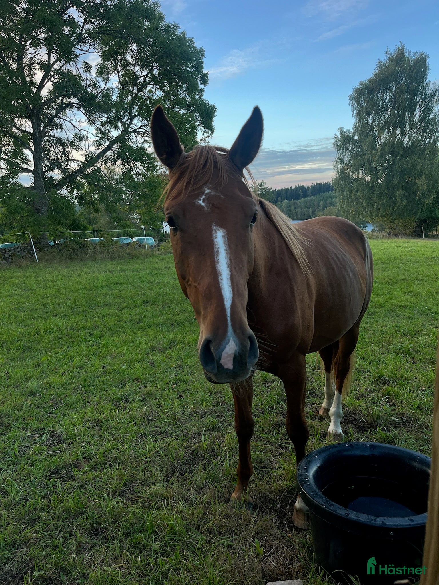  hästar Unghäststo  i Rörvik - Annons 18