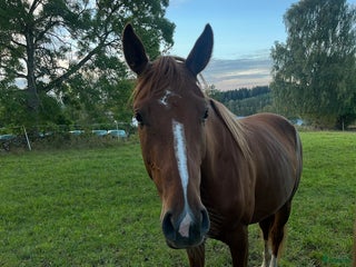hästar Unghäststo i Rörvik - Annons 9