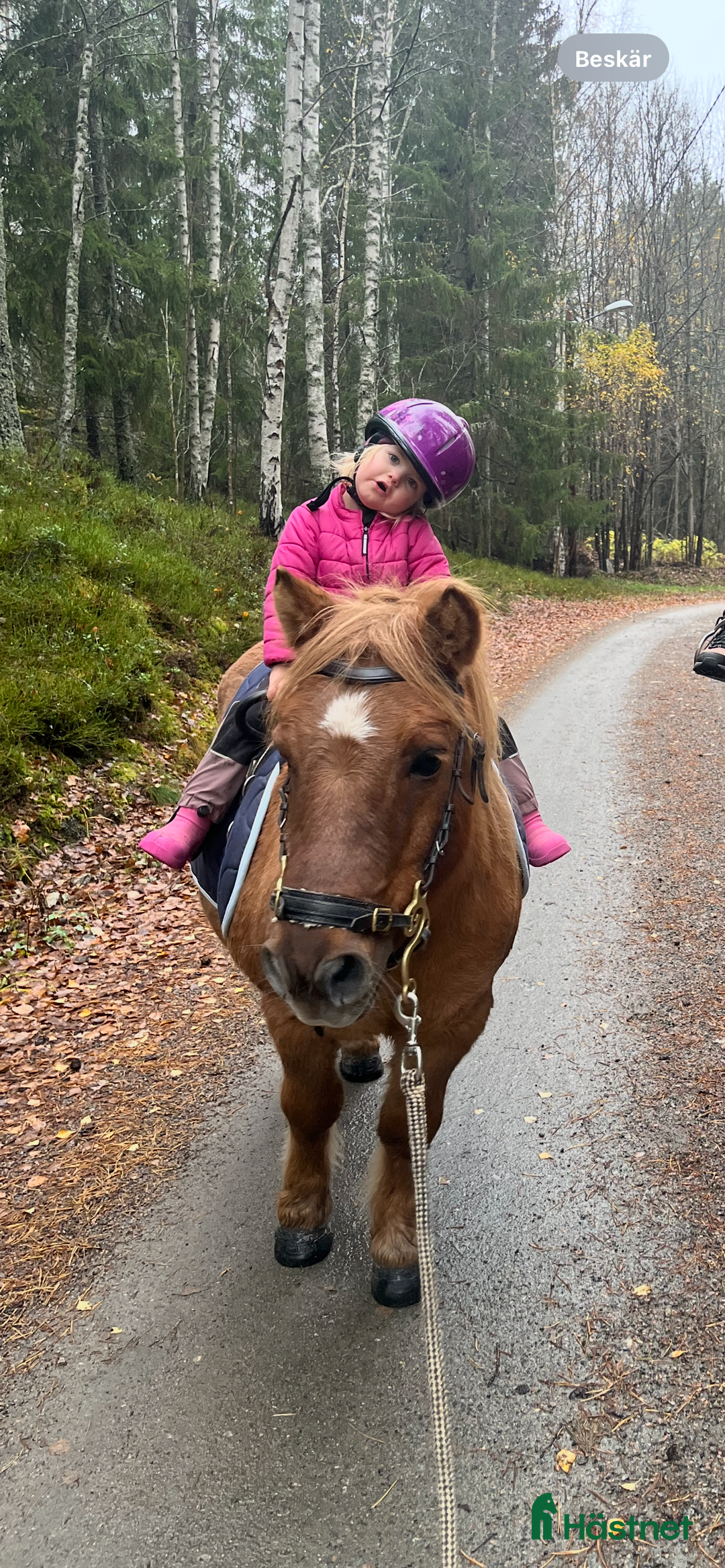 Övrigt hästar till salu: Världens mesta Isor  i Söderhamn - Annons 2
