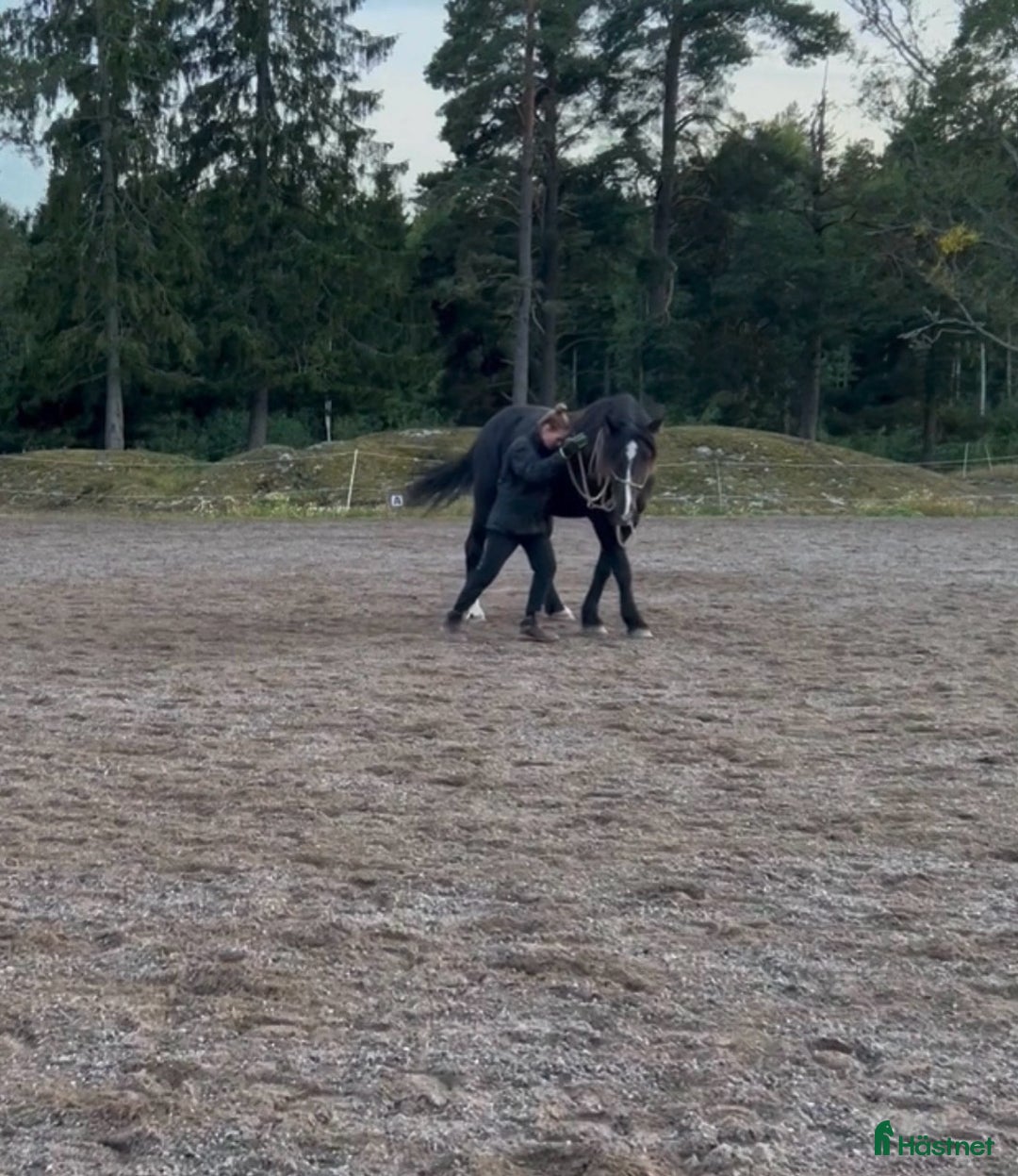 Allround hästar till salu: Allround häst, riktig toppenkille i Tungelsta - Annons 6