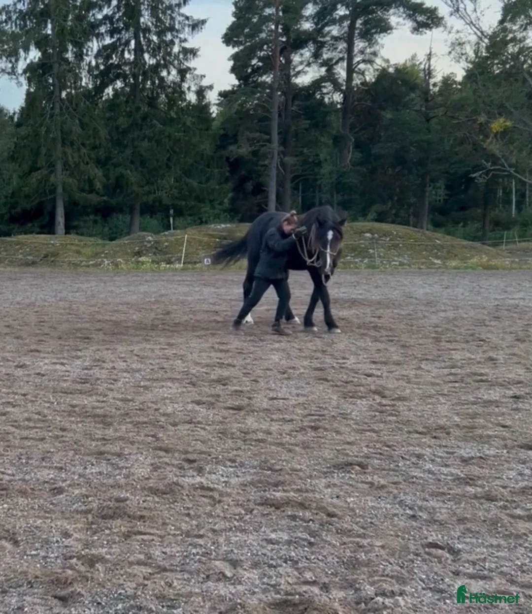 Allround hästar till salu: Allround häst, riktig toppenkille i Tungelsta - Annons 6