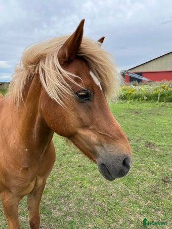 medryttarhäst finnes i Falkenberg - Annons 13