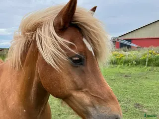medryttarhäst finnes: Fantastiskt fin islandshäst söker ev medryttare i Falkenberg - Annons 22
