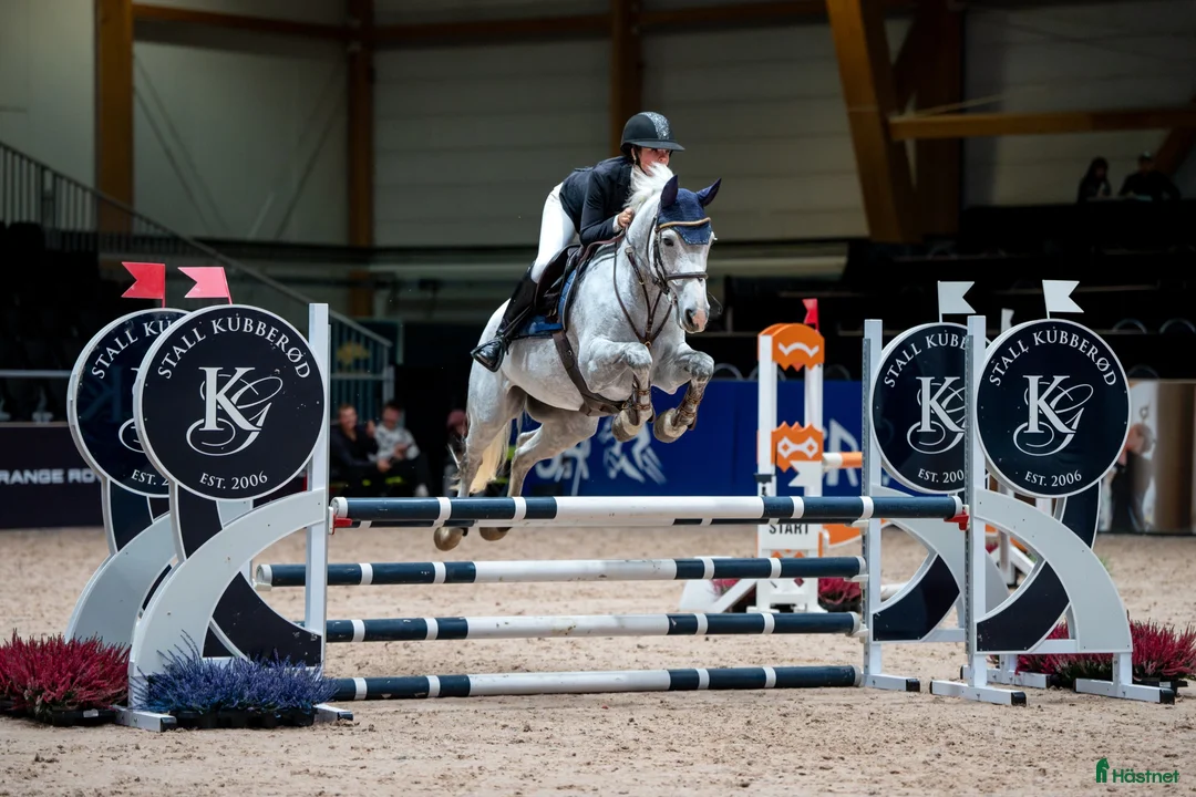 Hoppning hästar till salu: Tävlingsponny kat D - Annons 1