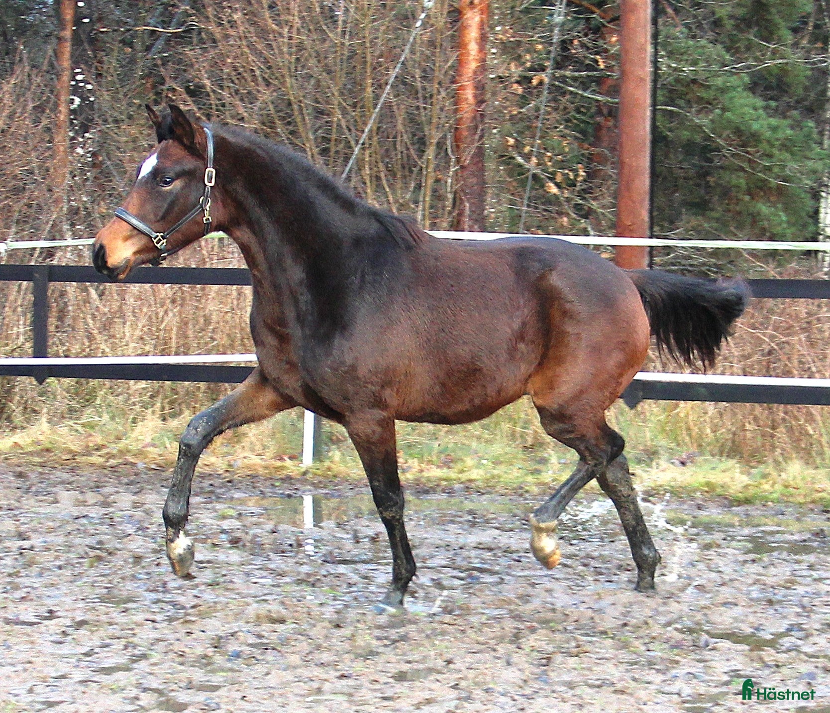  hästar Dressyr ämne!  - Annons 9