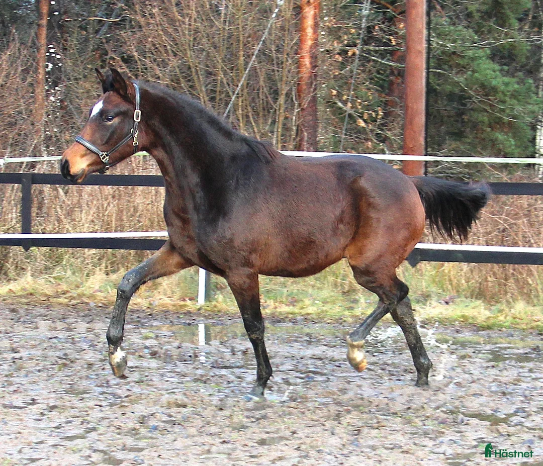 Dressyr hästar till salu: Dressyr ämne!  - Annons 1