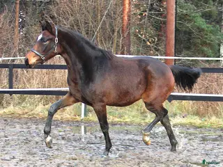 hästar Dressyr ämne! - Annons 9