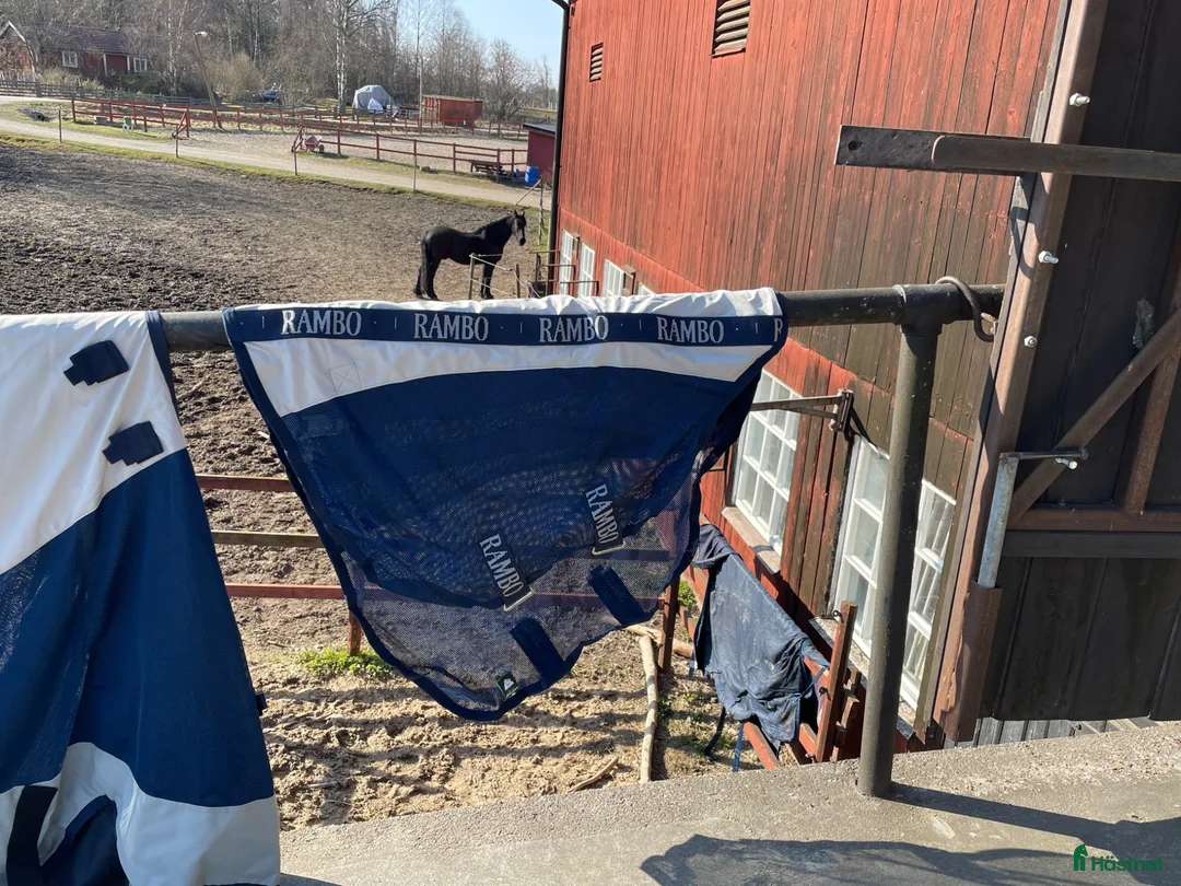 Täcken hästutrustning till salu: Rambo summer serie  - Annons 2