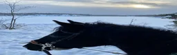 Allround hästar till salu: Vår d-ponny Matrix söker ett nytt hem - Annons 19