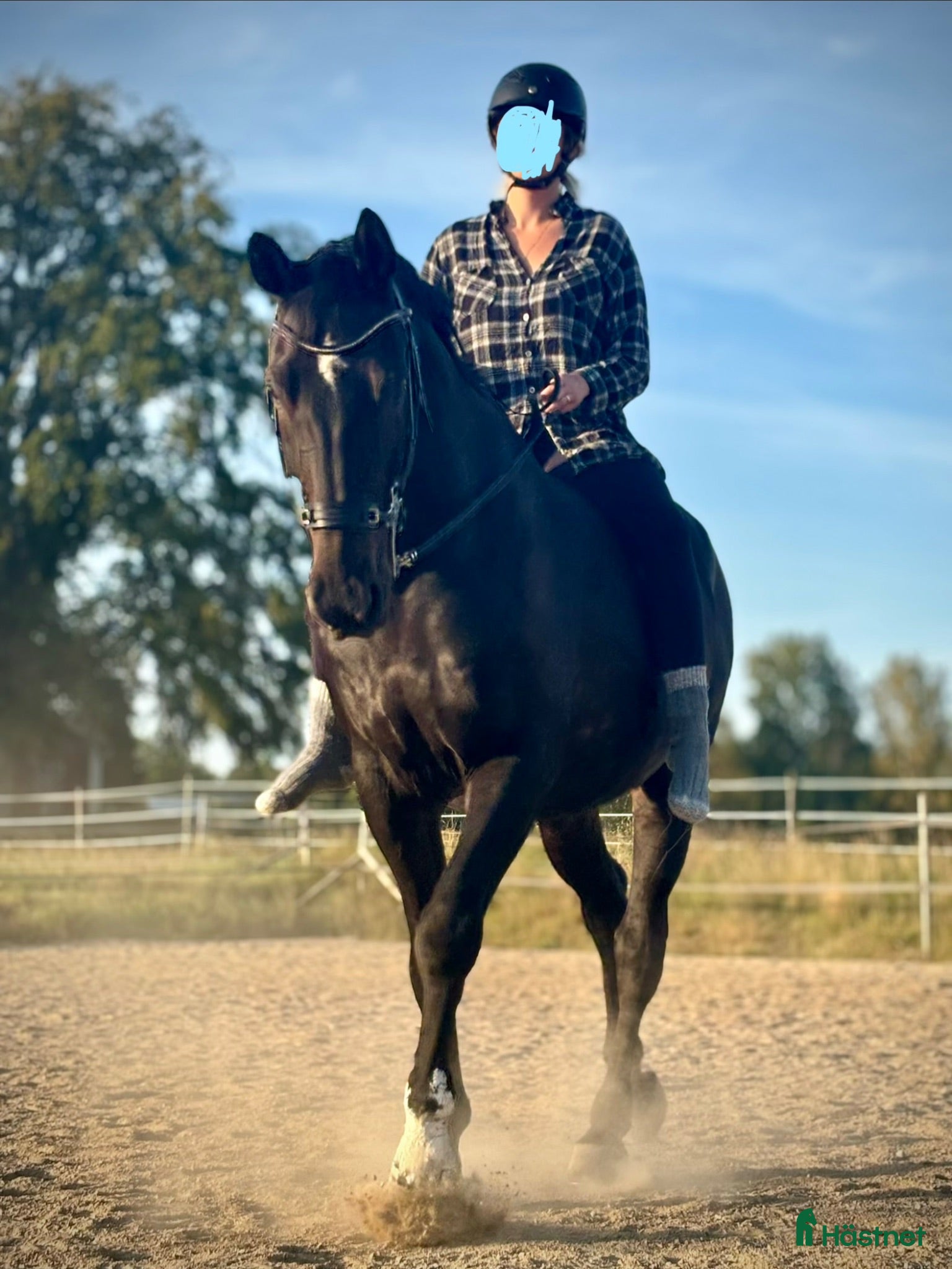  hästar Trevlig läromästare - Annons 1