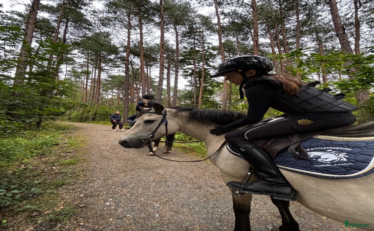  medryttarhäst sökes i Torslanda - Annons 18