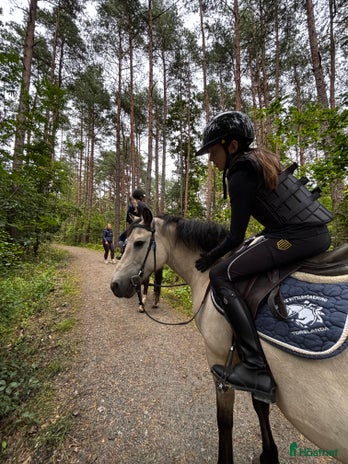 medryttarhäst sökes i Torslanda - Annons 18