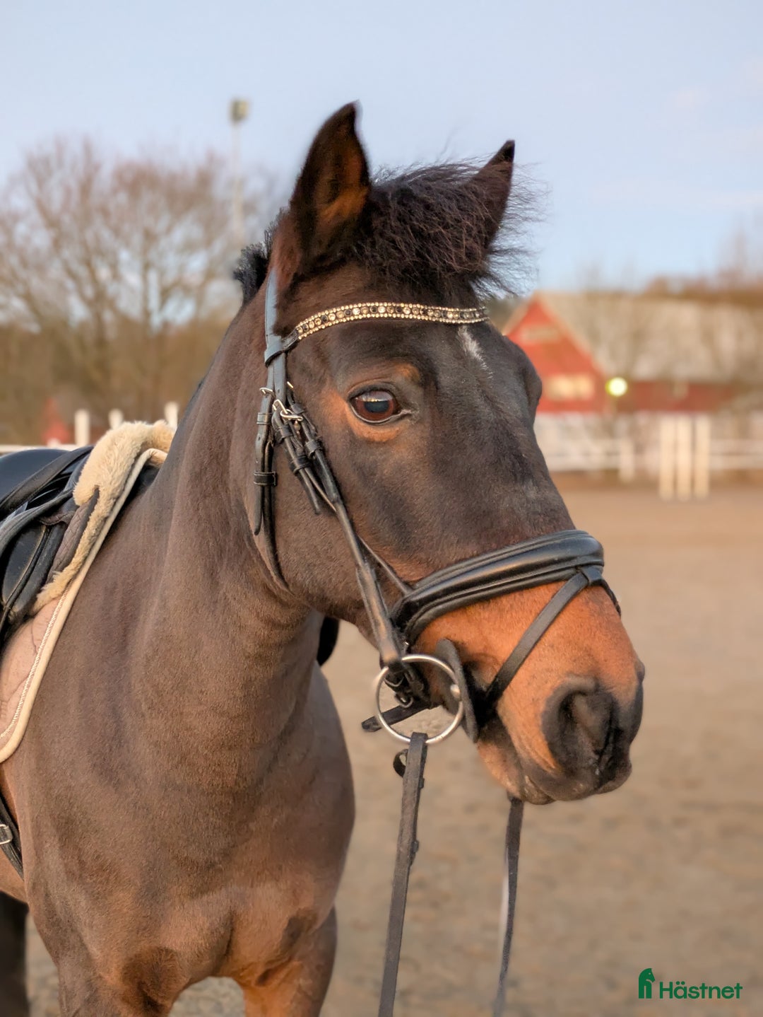 Hoppning hästar till salu: En på miljonen  i Fjärås - Annons 3