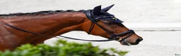 Dressyr hästar till salu: Välmeriterad tävlingshäst  - Annons 4