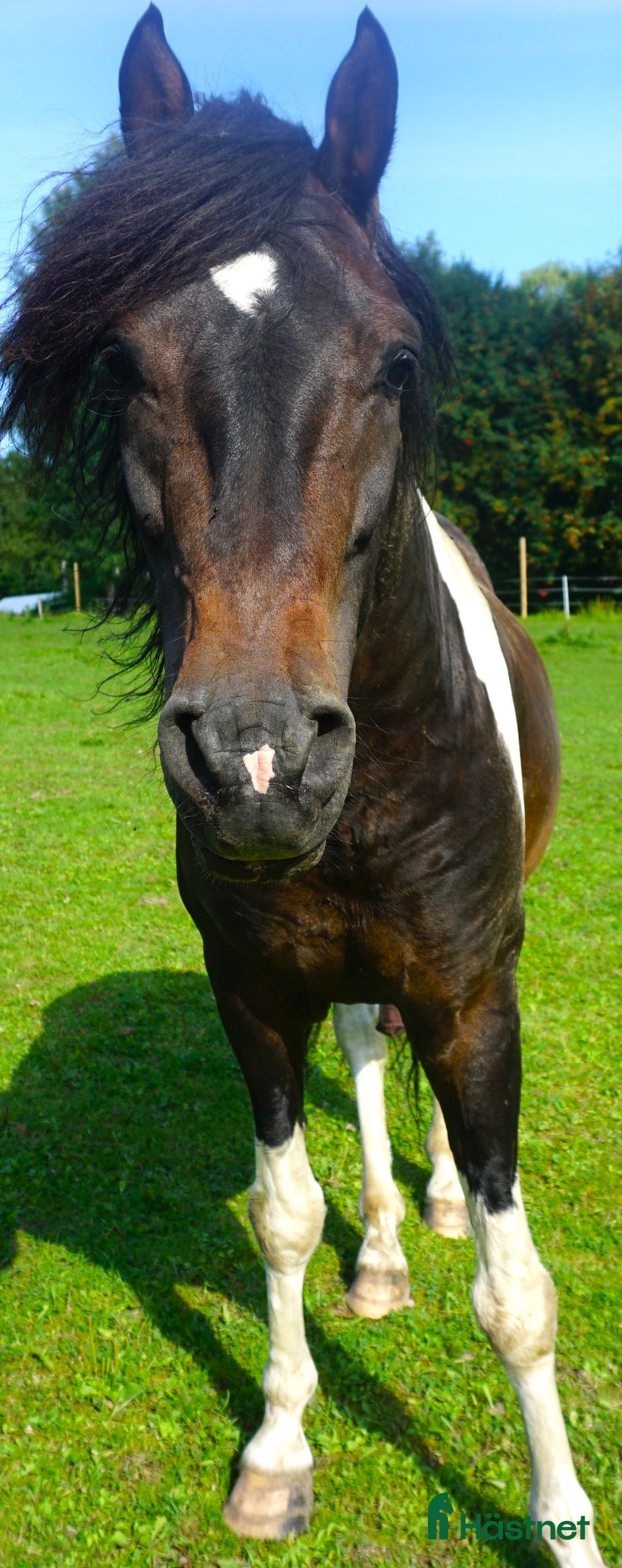 Allround hästar till salu: Paso Finos en eller fler - Annons 2