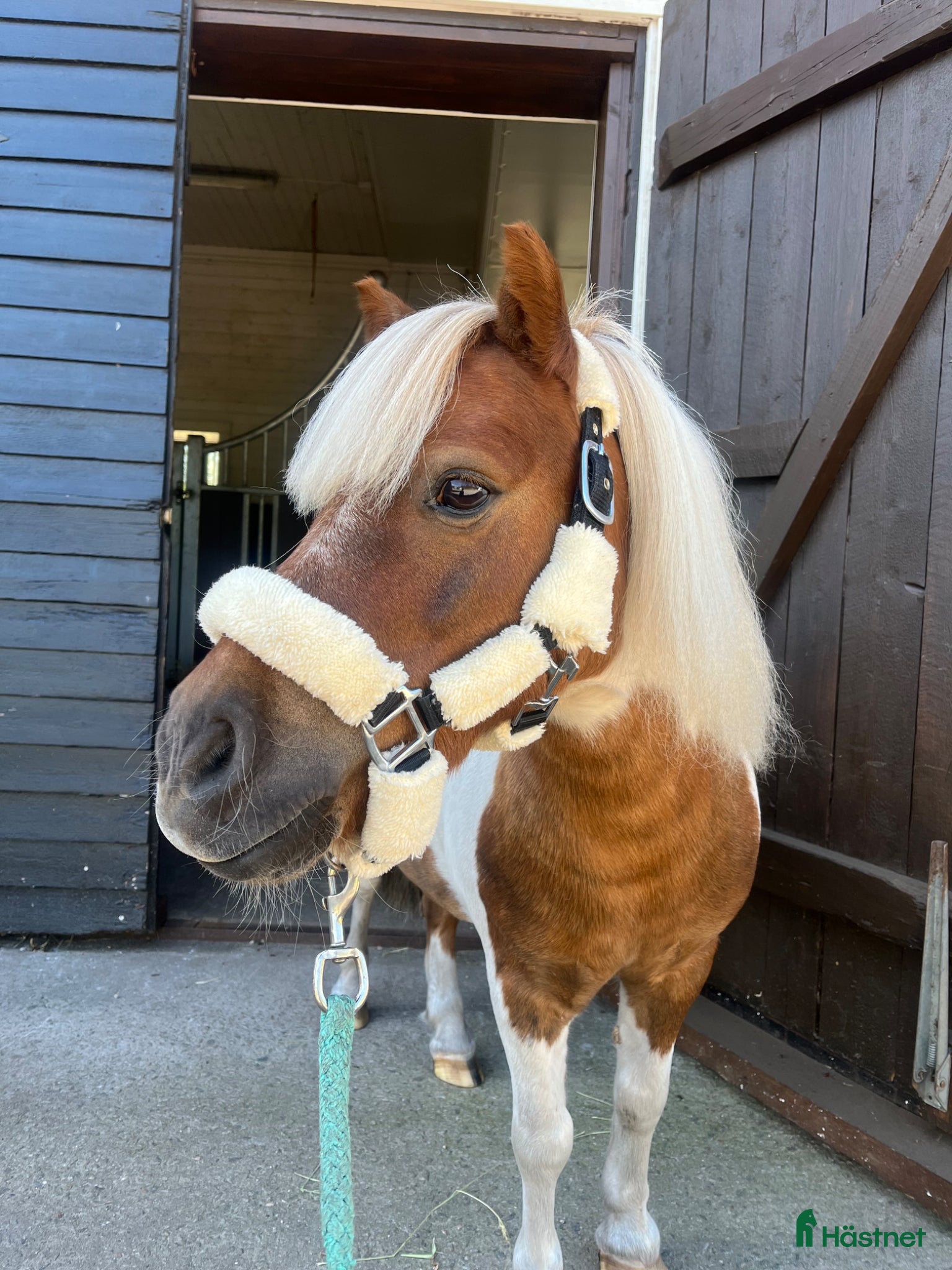  hästar Våran fina Chimi till salu  - Annons 1