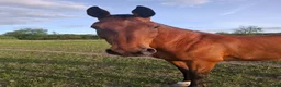  stallplats finnes: Stallplats finnes - Annons 2