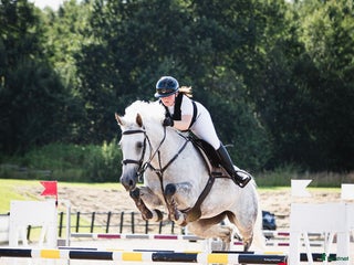 hästar Fantastiskt sto tävlad 135 cm, Falsterbo, elmia i Borås - Annons 2
