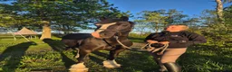 Allround hästar till salu: Känslig och snäll Welsh Cob söker för-alltid-hem i Habo - Annons 3