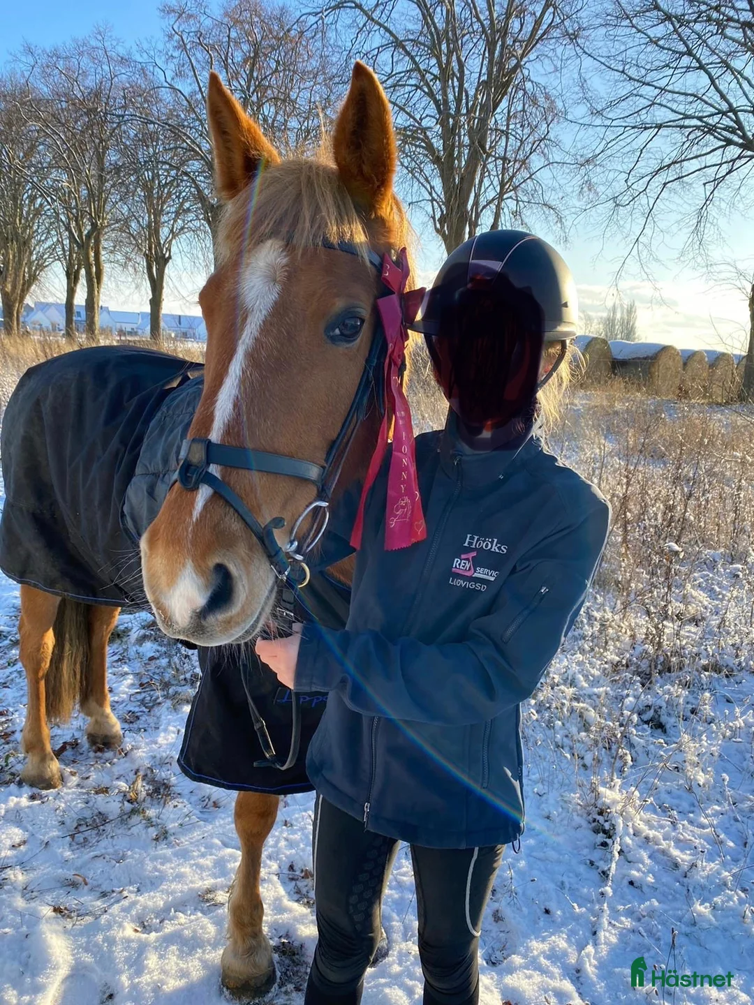 Allround hästar till salu: Välutbildad läromästare med SM-meriter - Annons 2