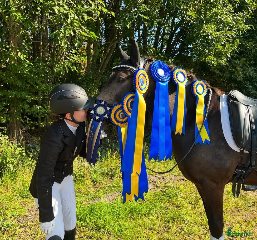 Dressyr hästar till salu: Guldkille till salu! i Kvissleby - Annons 3