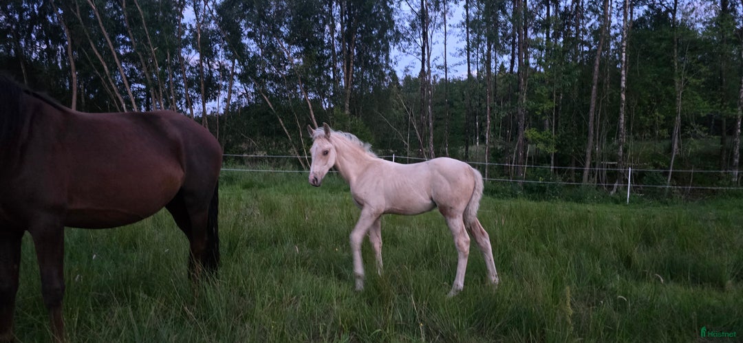 Dressyr hästar till salu:  PRE kille för den kräsna 💙 Palomino. Passa på i Veddige - Annons 21