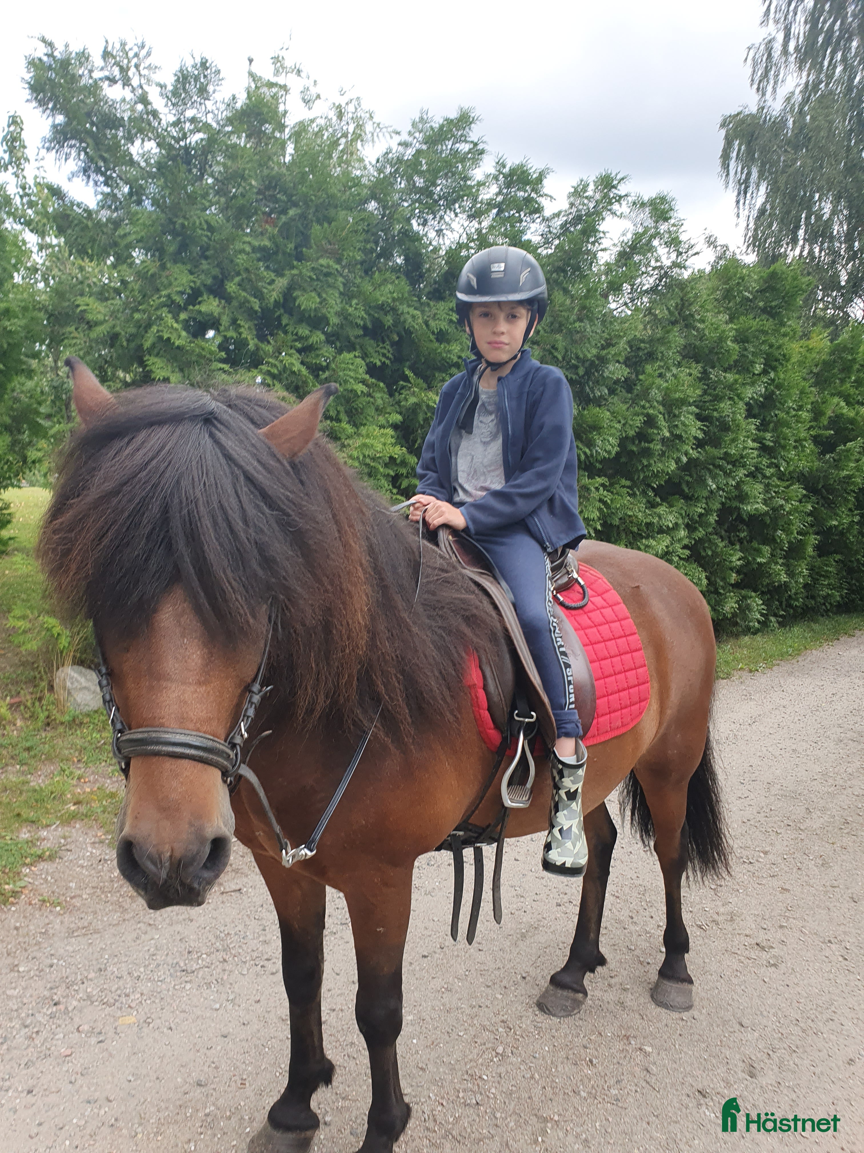 Schabrak & Vojlockar hästutrustning Allt till häst i Herrljunga - Annons 19