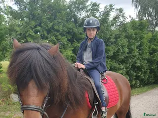 Schabrak & Vojlockar hästutrustning Allt till häst i Herrljunga - Annons 19