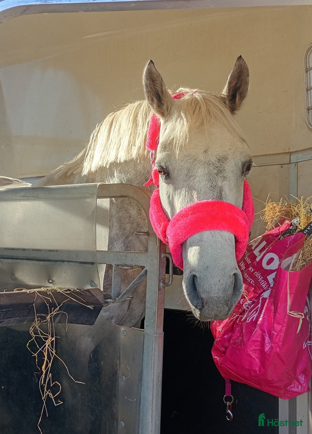  hästar Drömponny 🌟  - Annons 1