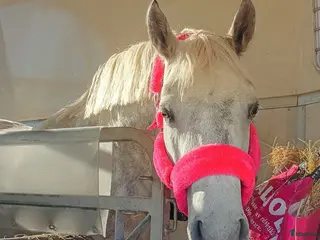 hästar Drömponny 🌟 - Annons 1