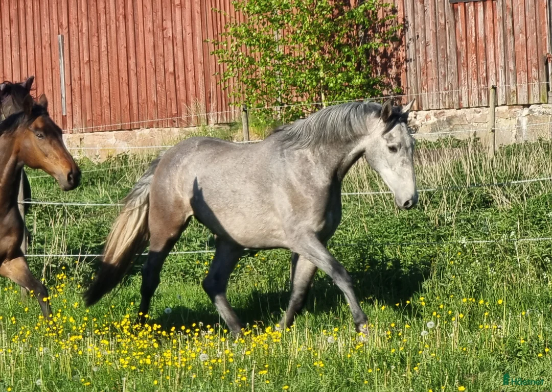 Dressyr hästar till salu: Mycket snäll och lovande valack - Annons 5
