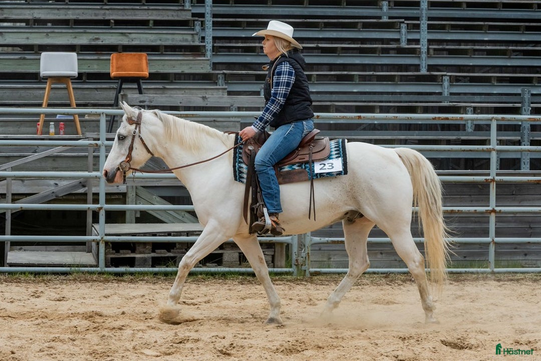 Western hästar till salu: Lovande tävlingshäst, nybesiktigad ua 18/10 i Broddetorp - Annons 2
