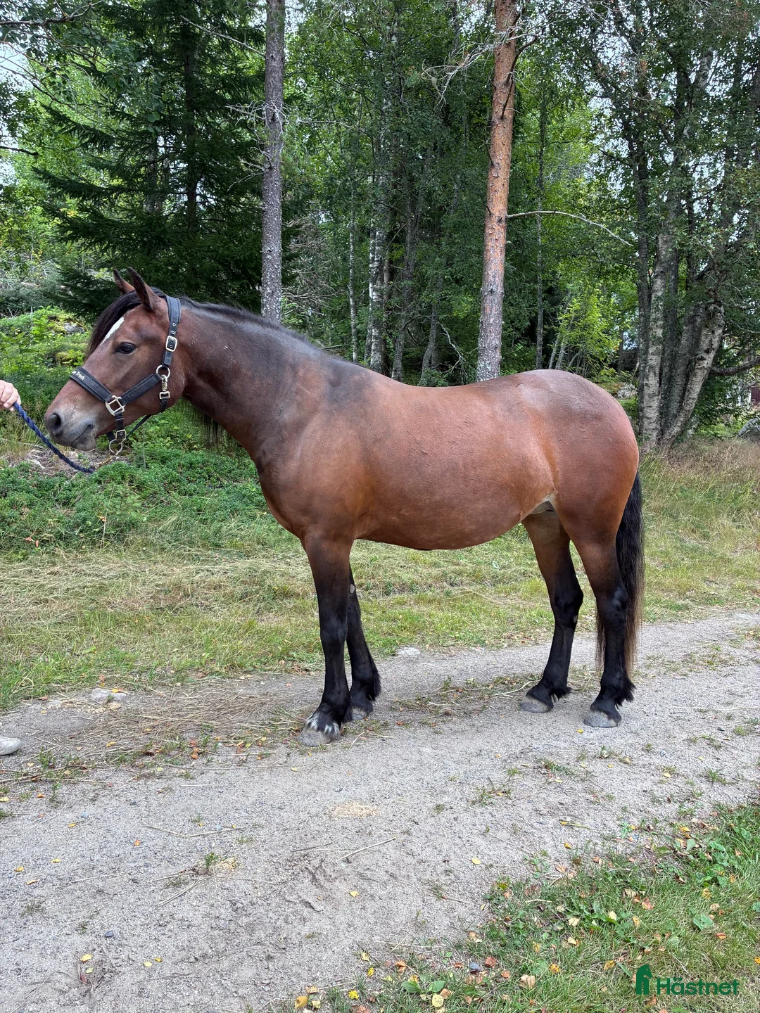 Allround hästar till salu: Trevlig hobby-/familjehäst - Annons 3