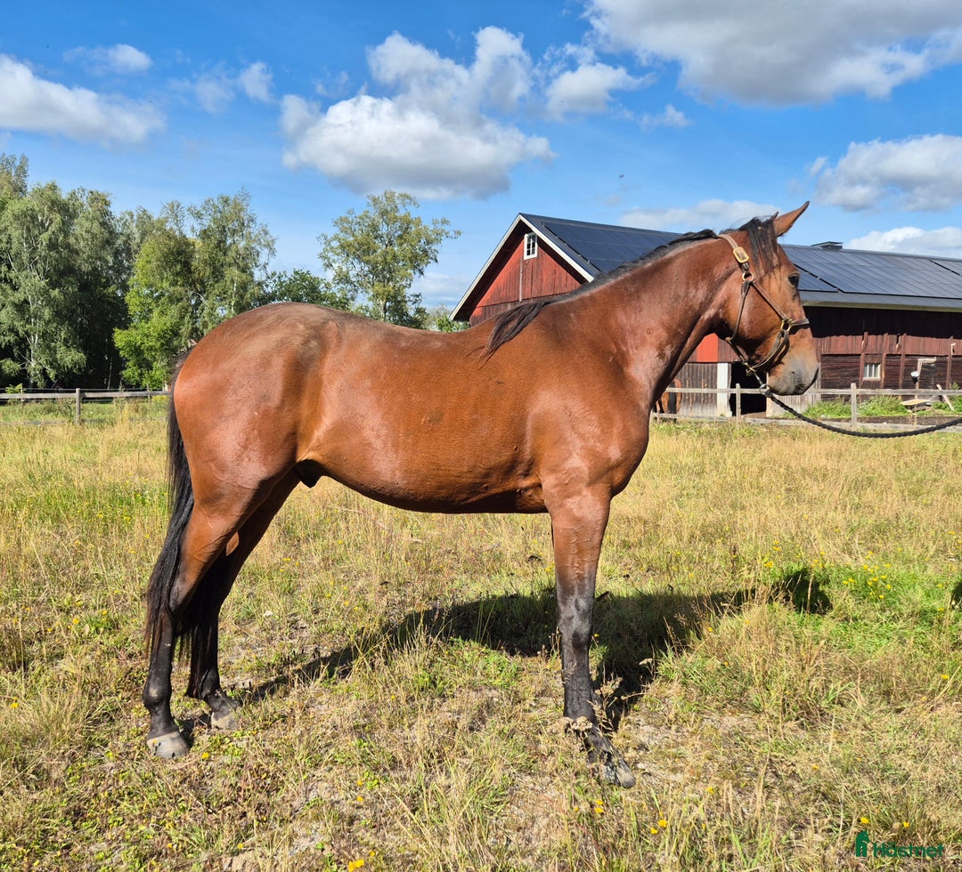 Trav hästar till salu: 2 åring i Sala - Annons 1