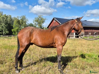 hästar 2 åring i Sala - Annons 12
