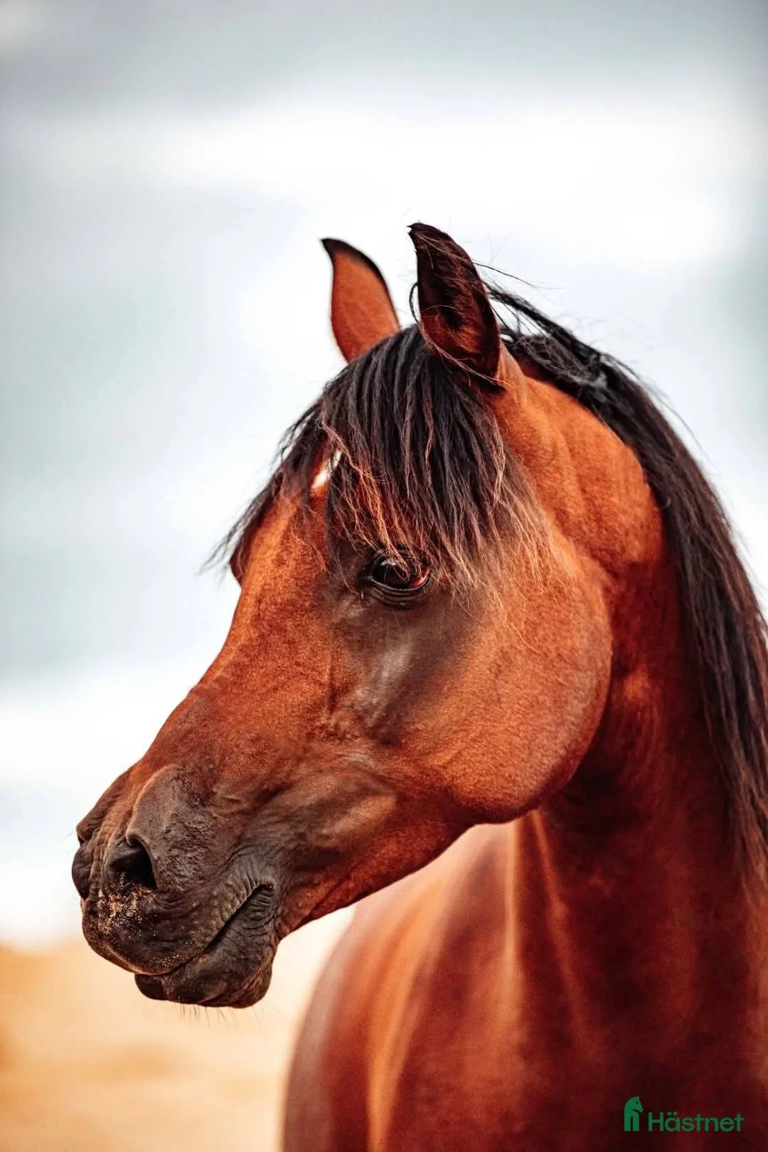  foderhäst finnes: Stor arabvalack - Annons 2