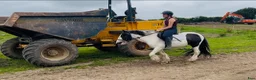 Allround hästar till salu: 125cm gelding, trained to ride and drive! - Annons 14