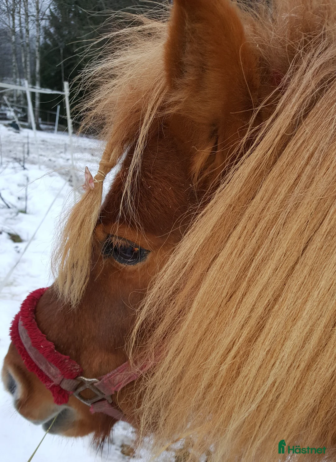  medryttarhäst finnes: Liten gullig Shettis söker små medryttare  - Annons 1