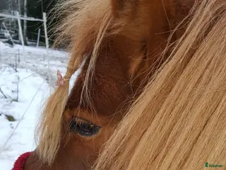 medryttarhäst finnes: Liten gullig Shettis söker små medryttare - Annons 6