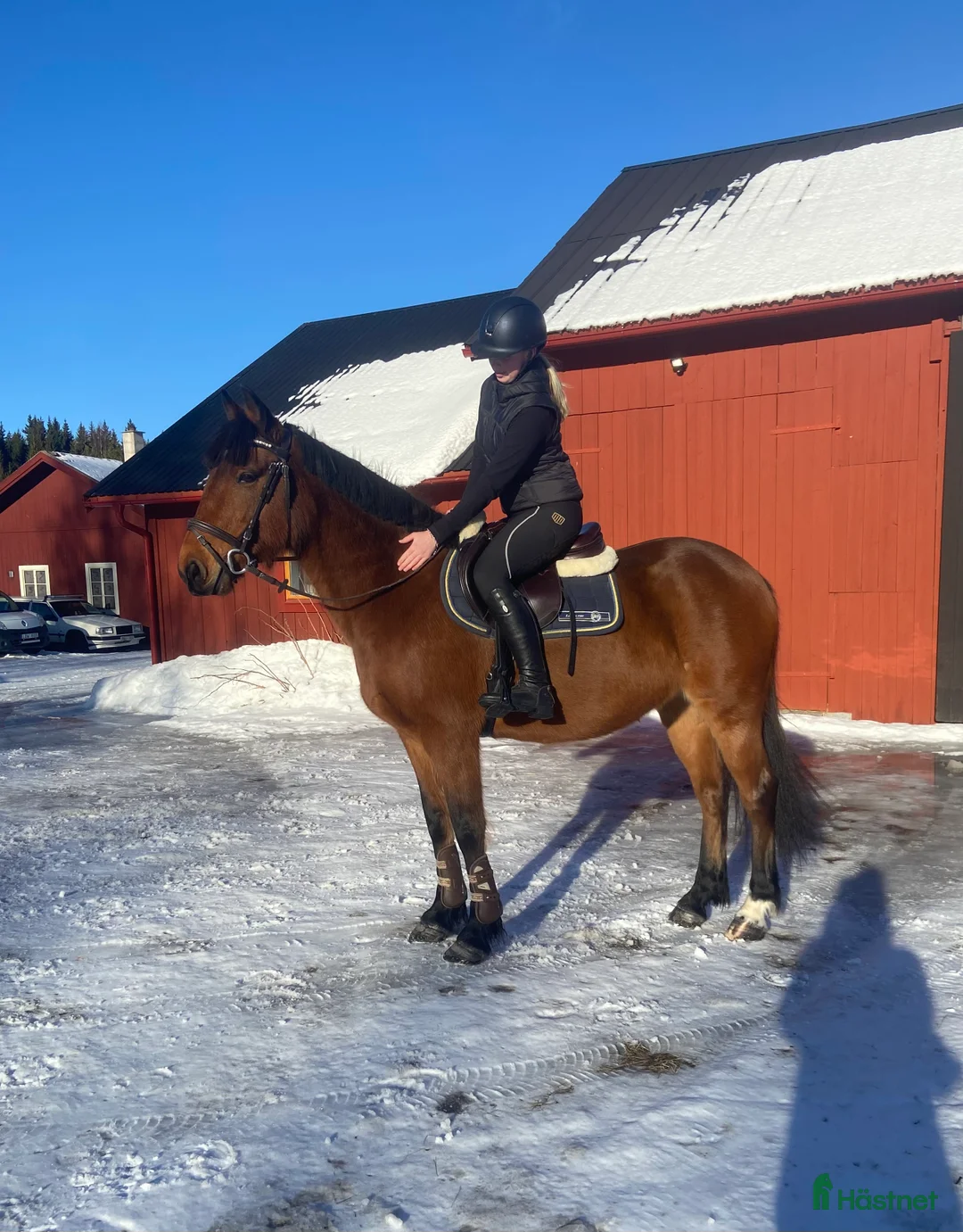 Allround hästar till salu: Pigg och känslig häst  - Annons 4