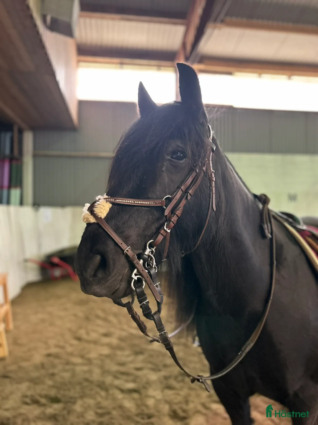 Allround hästar till salu: Världens finaste wonderful magic fellponny  i Ljung - Annons 7