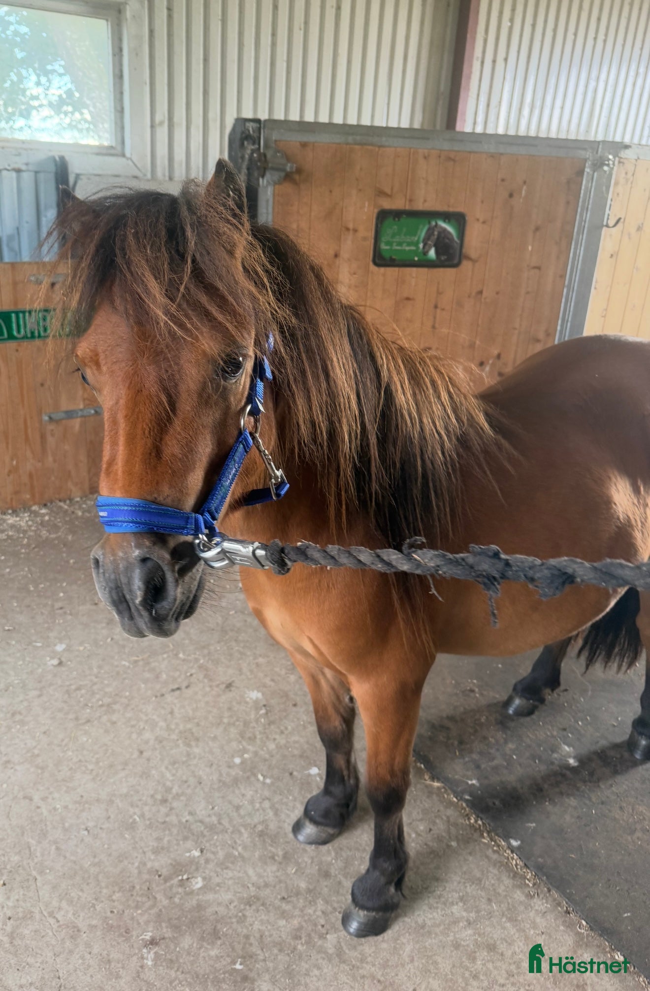  hästar Goding söker toppenhem i Laholm - Annons 7