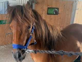 hästar Goding söker toppenhem i Laholm - Annons 13