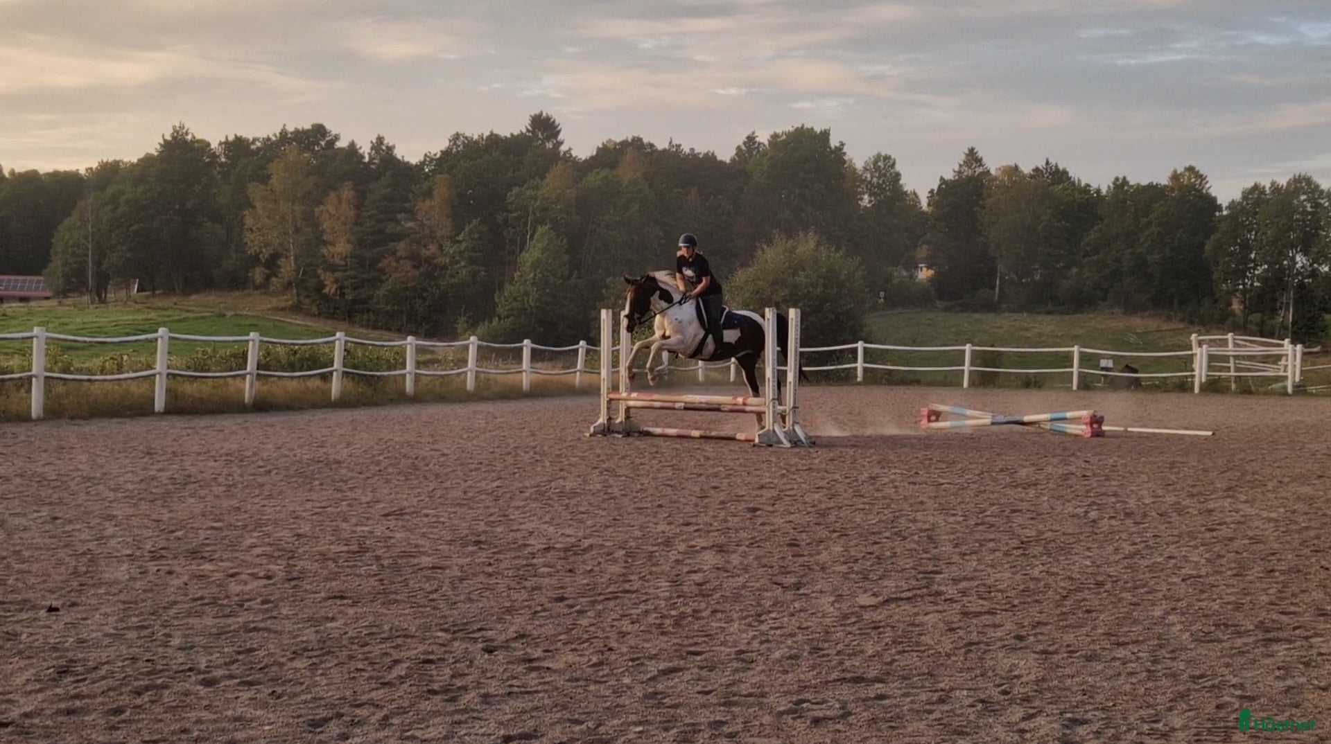  medryttarhäst finnes: Söker medryttare för längre samarbete - Annons 1