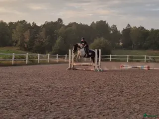 medryttarhäst finnes: Söker medryttare för längre samarbete - Annons 1