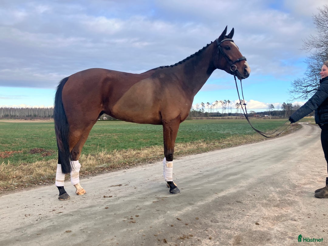 Allround hästar till salu: Kanonfin kille  i Skara - Annons 3